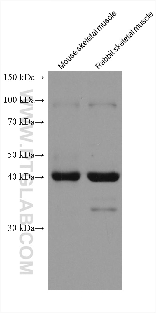 WB analysis using 67172-1-Ig