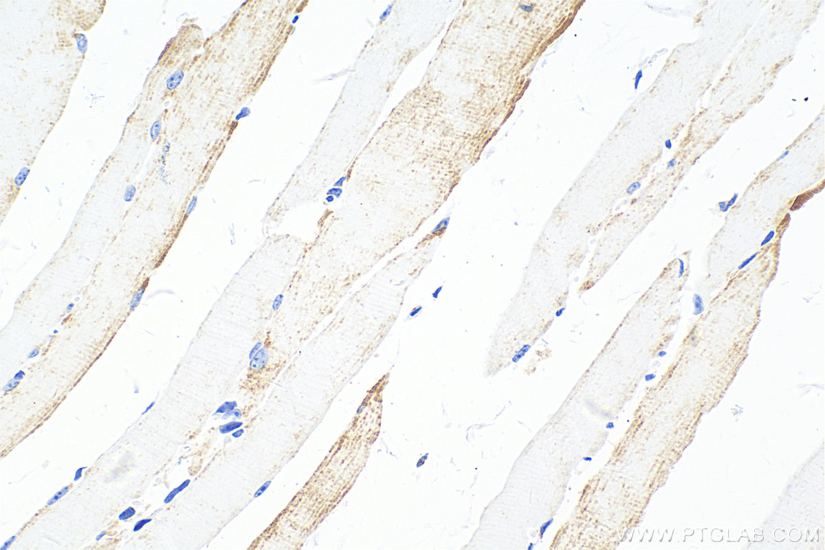 IHC staining of mouse skeletal muscle using 82941-1-RR