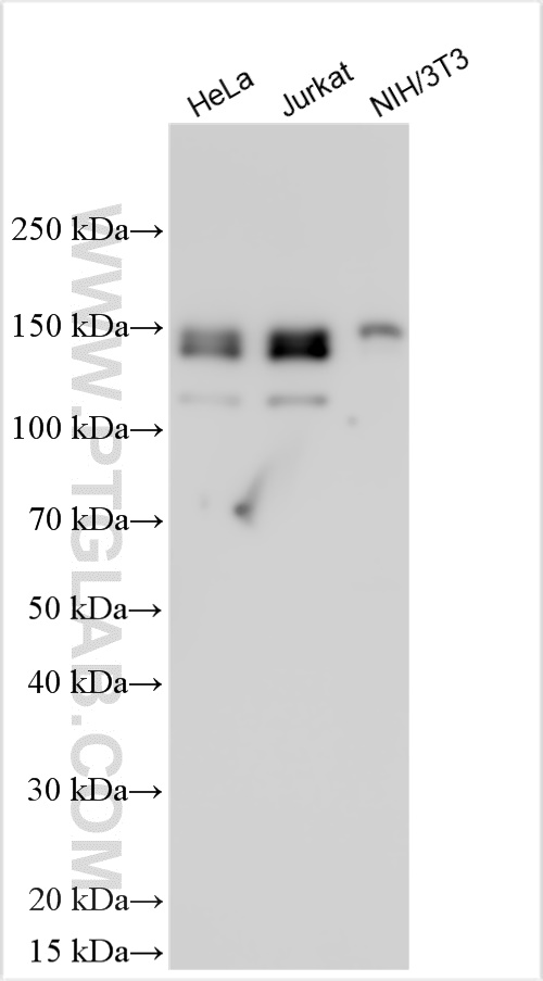 FBXO38