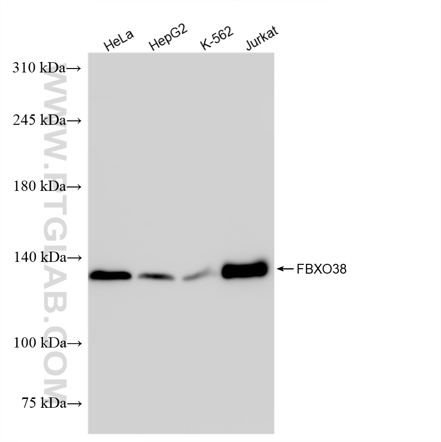 WB analysis using 83509-6-RR (same clone as 83509-6-PBS)