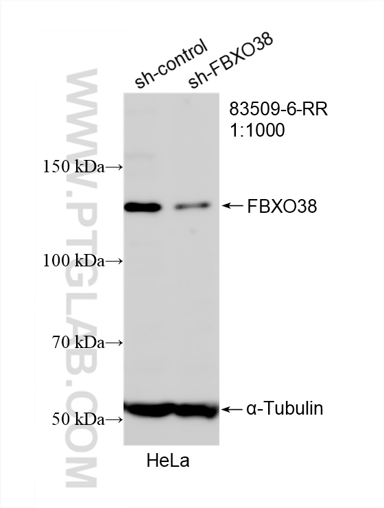 WB analysis of HeLa using 83509-6-RR (same clone as 83509-6-PBS)
