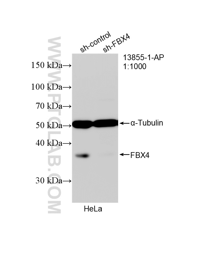 WB analysis of HeLa using 13855-1-AP (same clone as 13855-1-PBS) WB analysis of HeLa using 13855-1-AP (same clone as 13855-1-PBS)
