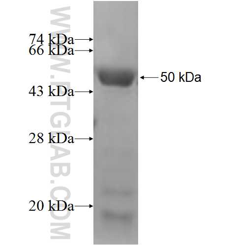FBX4 fusion protein Ag5013 SDS-PAGE