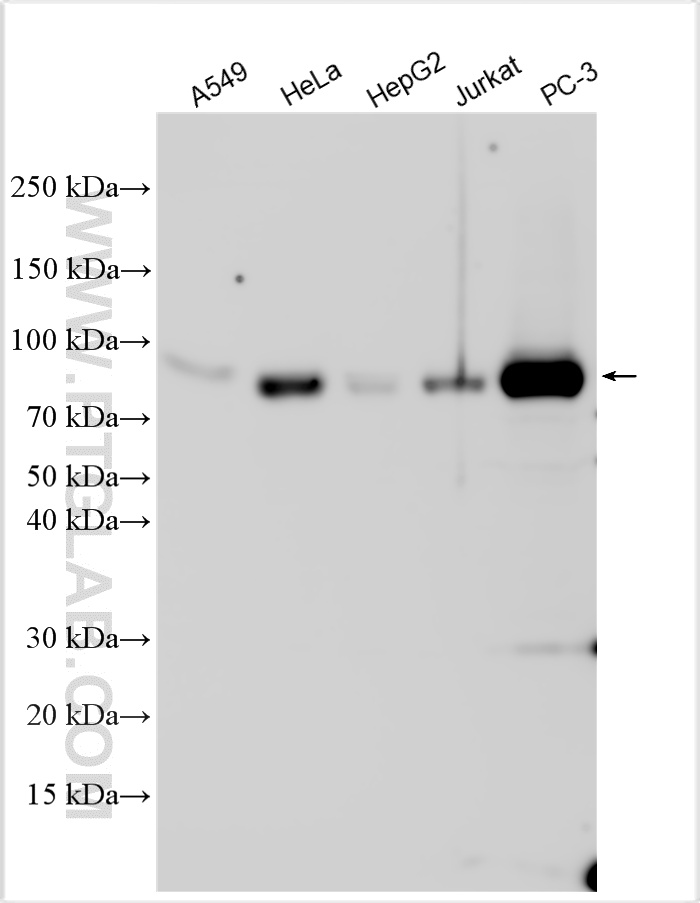 WB analysis using 17806-1-AP