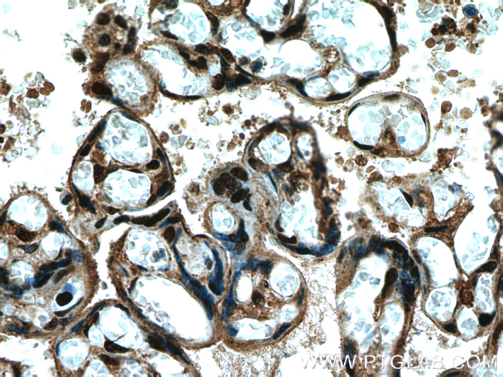 IHC staining of human placenta using 10872-1-AP