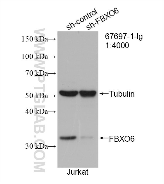 WB analysis of Jurkat using 67697-1-Ig