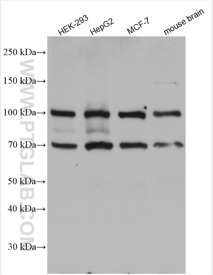 WB analysis using 28424-1-AP