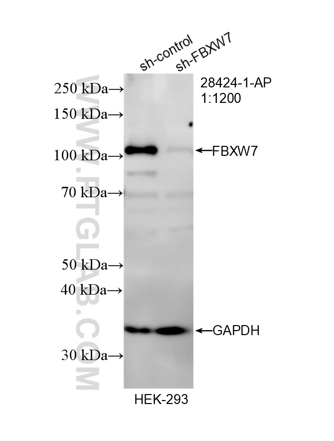 WB analysis of HEK-293 using 28424-1-AP
