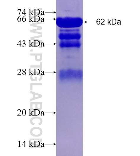 FBXW7 fusion protein Ag28460 SDS-PAGE