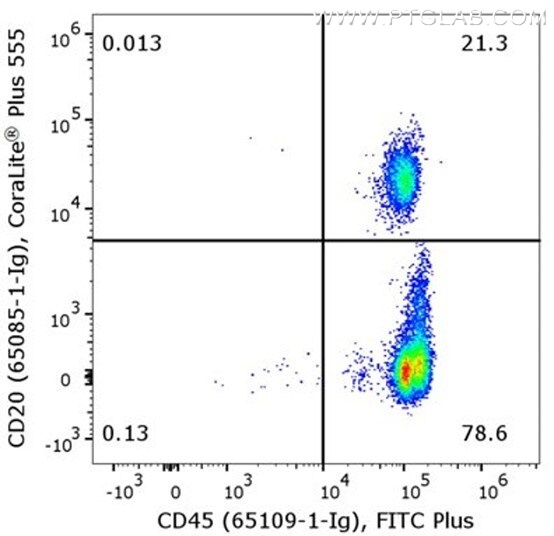 Flow cytometry of PBMC. 1X10^6 human peripheral blood mononuclear cells (PBMCs) were stained with anti-human CD45 (clone HI30, 65109-1-Ig) labeled with FlexAble FITC Plus Kit (KFA028) and anti-human CD20 (clone 2G7, 65085-1-Ig) labeled with FlexAble CoraLite® Plus 555 Kit (KFA062).