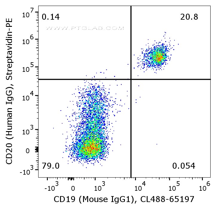 Flow cytometry of PBMC. 1X10^6 human peripheral blood mononuclear cells (PBMCs) were stained with anti-human CD20 (Human IgG1) labeled with FlexAble Biotin Kit (KFA111) and streptavidin-PE dye. The cells are co-stained with anti-human CD19 (Mouse IgG1, clone 4G7) conjugated with CoraLite® Plus 488 (CL488-65197).

Note: Cells treated with Endogenous Biotin-Blocking Kit from Thermofisher.