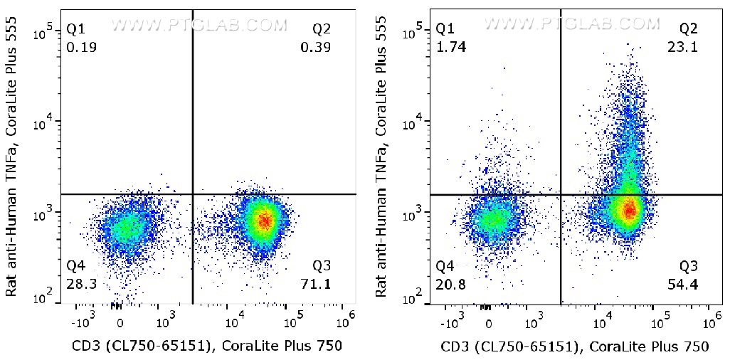 Human peripheral blood lymphocytes (PBMC) were either un-stimulated (left) or stimulated with PMA and Ionomycin for 6 hours in the presence of monensin (right). ​
Cells were fixed and permeabilized with Foxp3/Transcription Factor Staining Buffer Kit (PF00011). After wash, cells were stained with rat anti-human TNF-α antibody labeled with FlexAble CoraLite® Plus 555 for Rat Kappa Light Chain (KFA122) and CD3 antibody (CL750-65151).