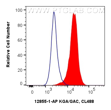 1X10^6 HeLa cells were intracellularly stained with 0.4 ug Anti-Human KGA/GAC (12855-1-AP) and CoraLite®488-Conjugated AffiniPure Goat Anti-Rabbit IgG(H+L) at dilution 1:1000 (red), or 0.4 ug rabbit IgG isotype control (blue). Cells were fixed with 4% PFA and permeabilized with Flow Cytometry Perm Buffer.