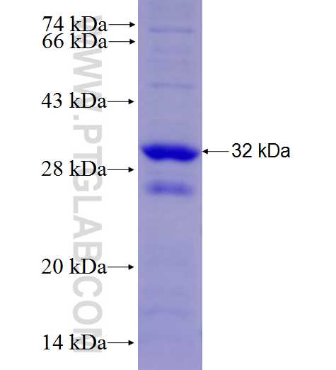 FC tag fusion protein Ag27946 SDS-PAGE