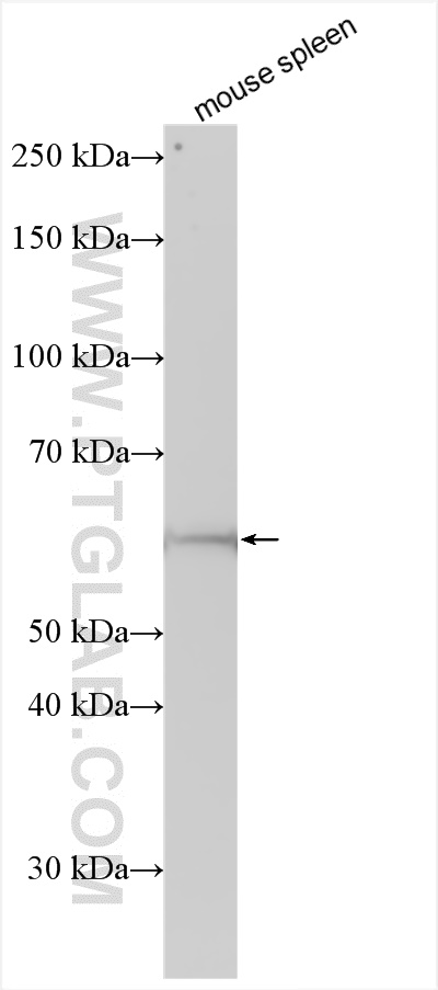 WB analysis using 31929-1-AP