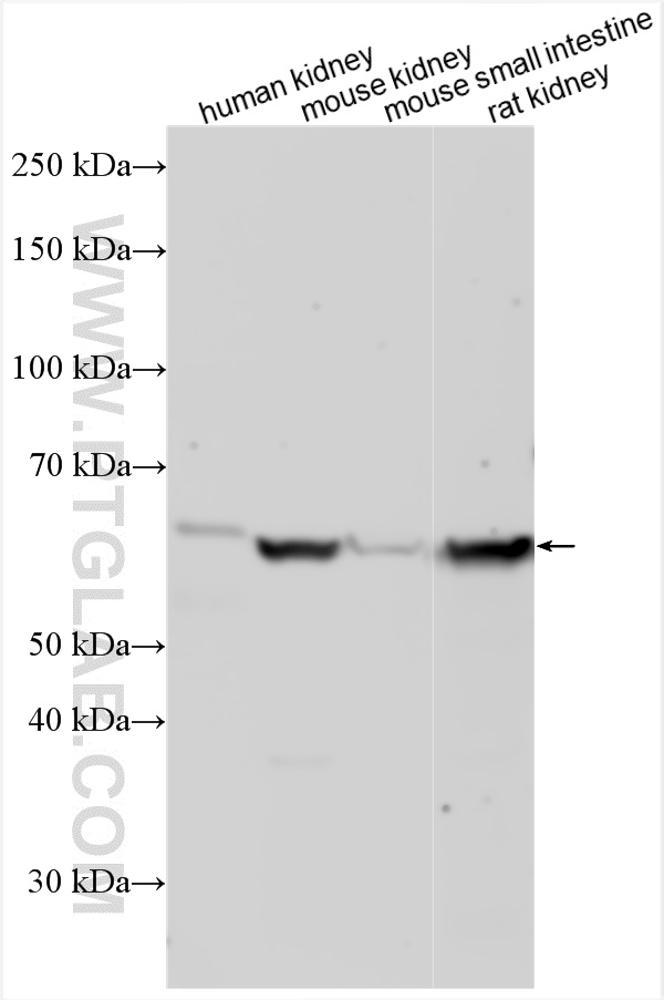 WB analysis using 31929-1-AP