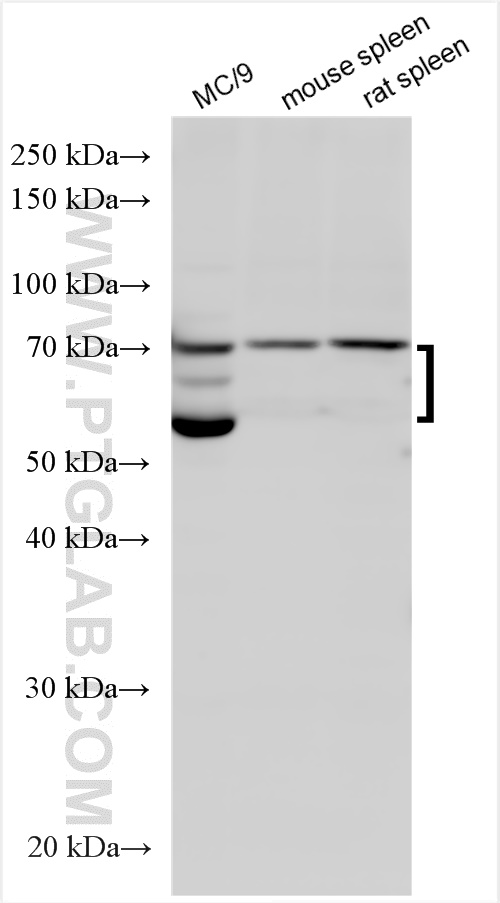 WB analysis using 10980-1-AP