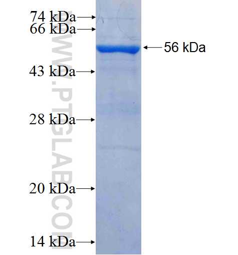 FCER1A fusion protein Ag1398 SDS-PAGE