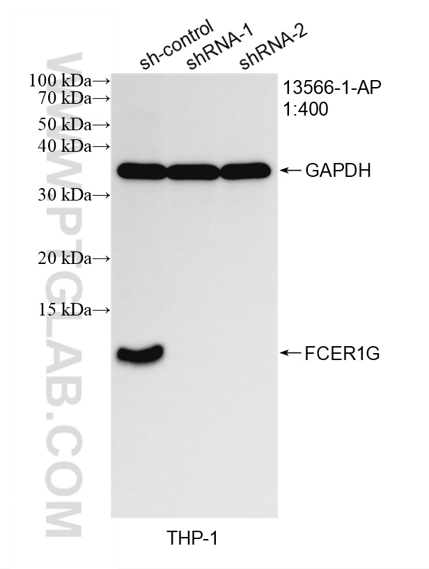 WB analysis of THP-1 using 13566-1-AP