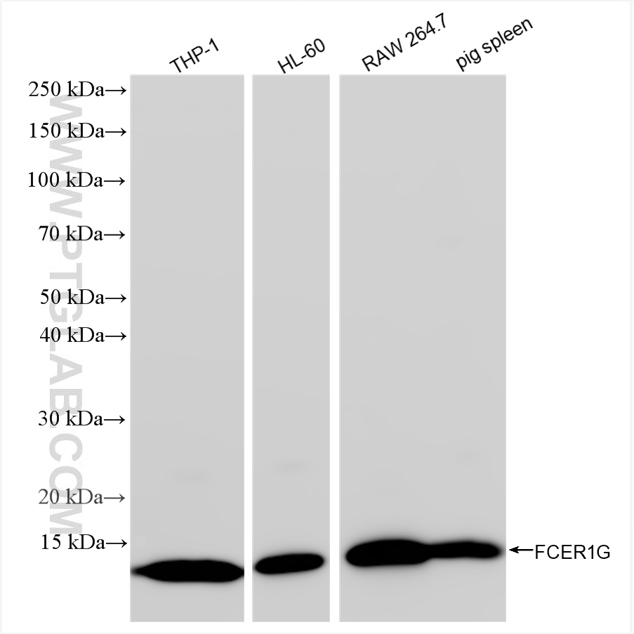 WB analysis using 85390-1-RR WB analysis using 85390-1-RR