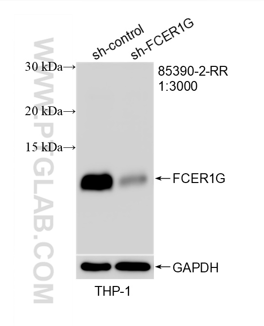 WB analysis of THP-1 using 85390-2-RR WB analysis of THP-1 using 85390-2-RR