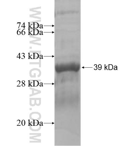 FCF1 fusion protein Ag10333 SDS-PAGE FCF1 fusion protein Ag10333 SDS-PAGE
