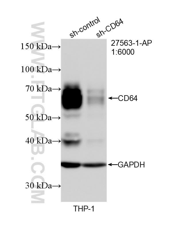 WB analysis of THP-1 using 27563-1-AP WB analysis of THP-1 using 27563-1-AP