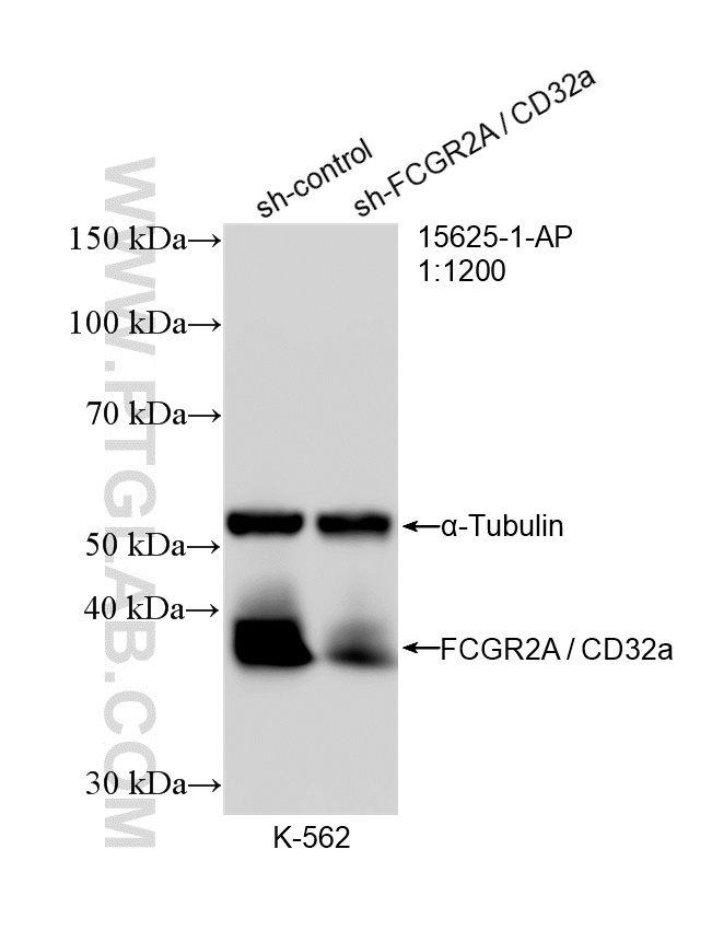 WB analysis of K-562 using 15625-1-AP WB analysis of K-562 using 15625-1-AP