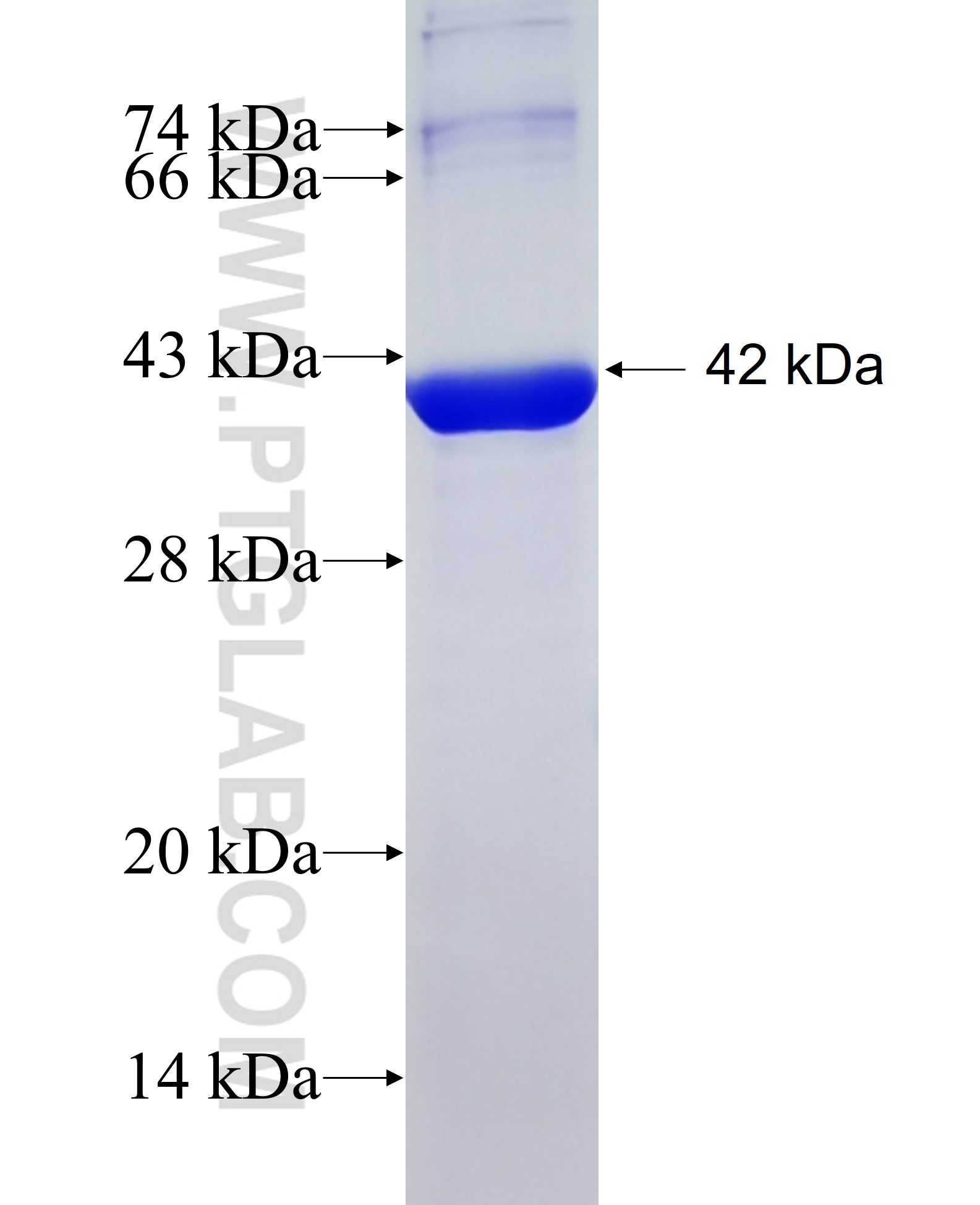 FCGR2A fusion protein Ag8072 SDS-PAGE