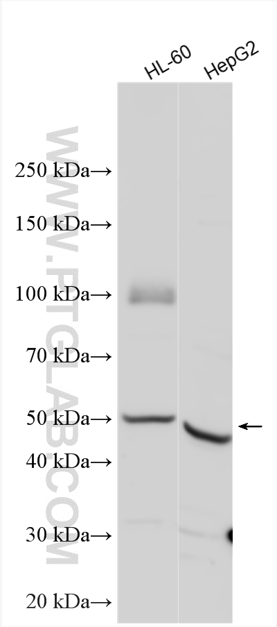 WB analysis using 30356-1-AP
