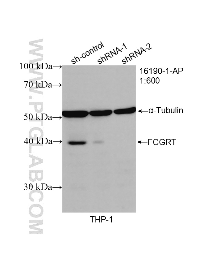 WB analysis of THP-1 using 16190-1-AP WB analysis of THP-1 using 16190-1-AP