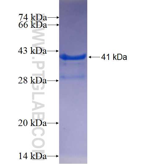 FCHO1 fusion protein Ag25291 SDS-PAGE