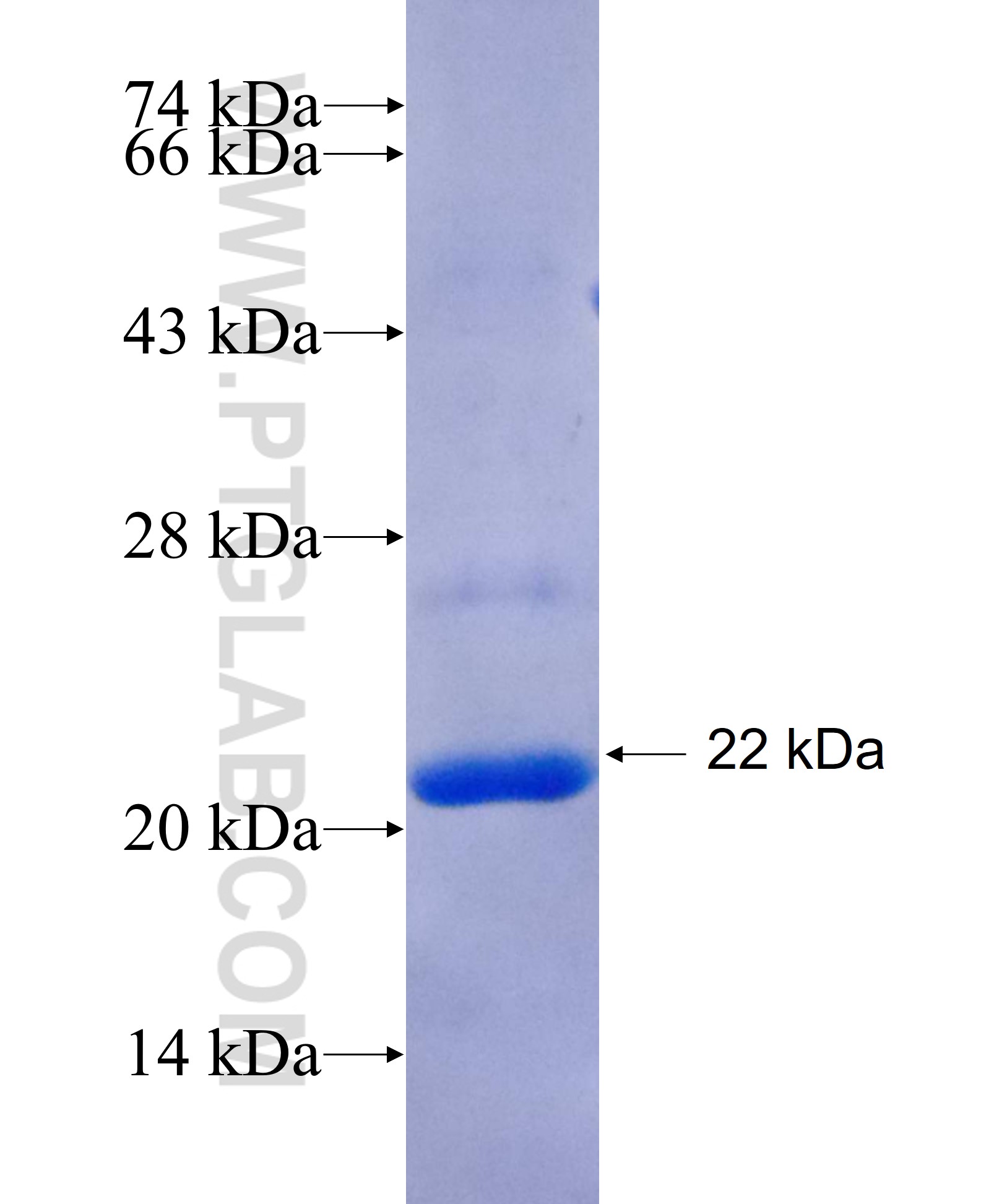 FCHO1 fusion protein Ag25299 SDS-PAGE