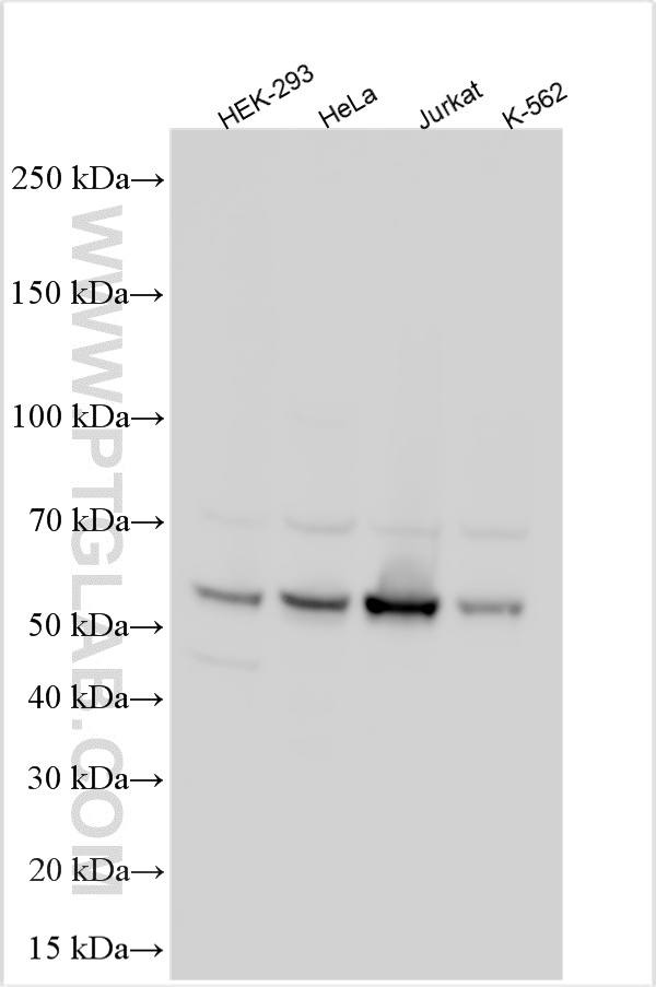 WB analysis using 23362-1-AP
