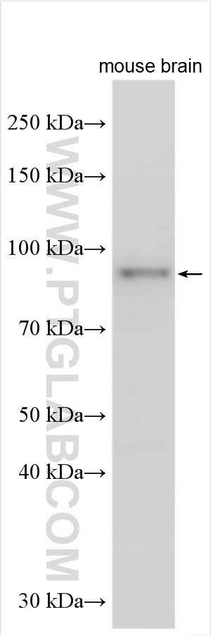 WB analysis using 28036-1-AP