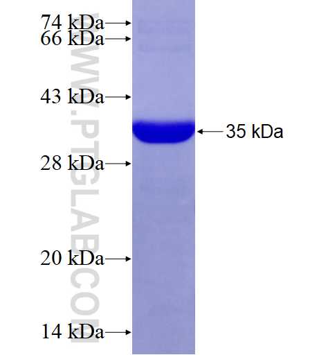 FCHSD2 fusion protein Ag27833 SDS-PAGE FCHSD2 fusion protein Ag27833 SDS-PAGE