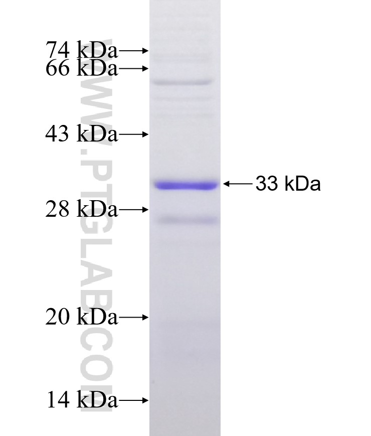 FCN3 fusion protein Ag30255 SDS-PAGE