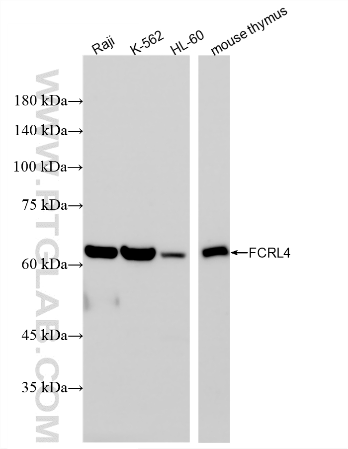 Various lysates were subjected to SDS PAGE followed by western blot with 86941-1-RR (FCRL4 antibody) at dilution of 1:2000 incubated at room temperature for 1.5 hours. WB analysis using 86941-1-RR