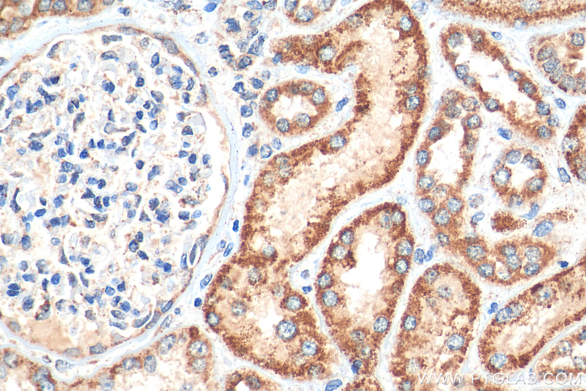 IHC staining of human kidney using 12592-1-AP