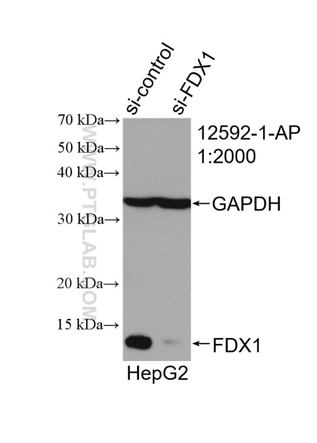 WB analysis of HepG2 using 12592-1-AP