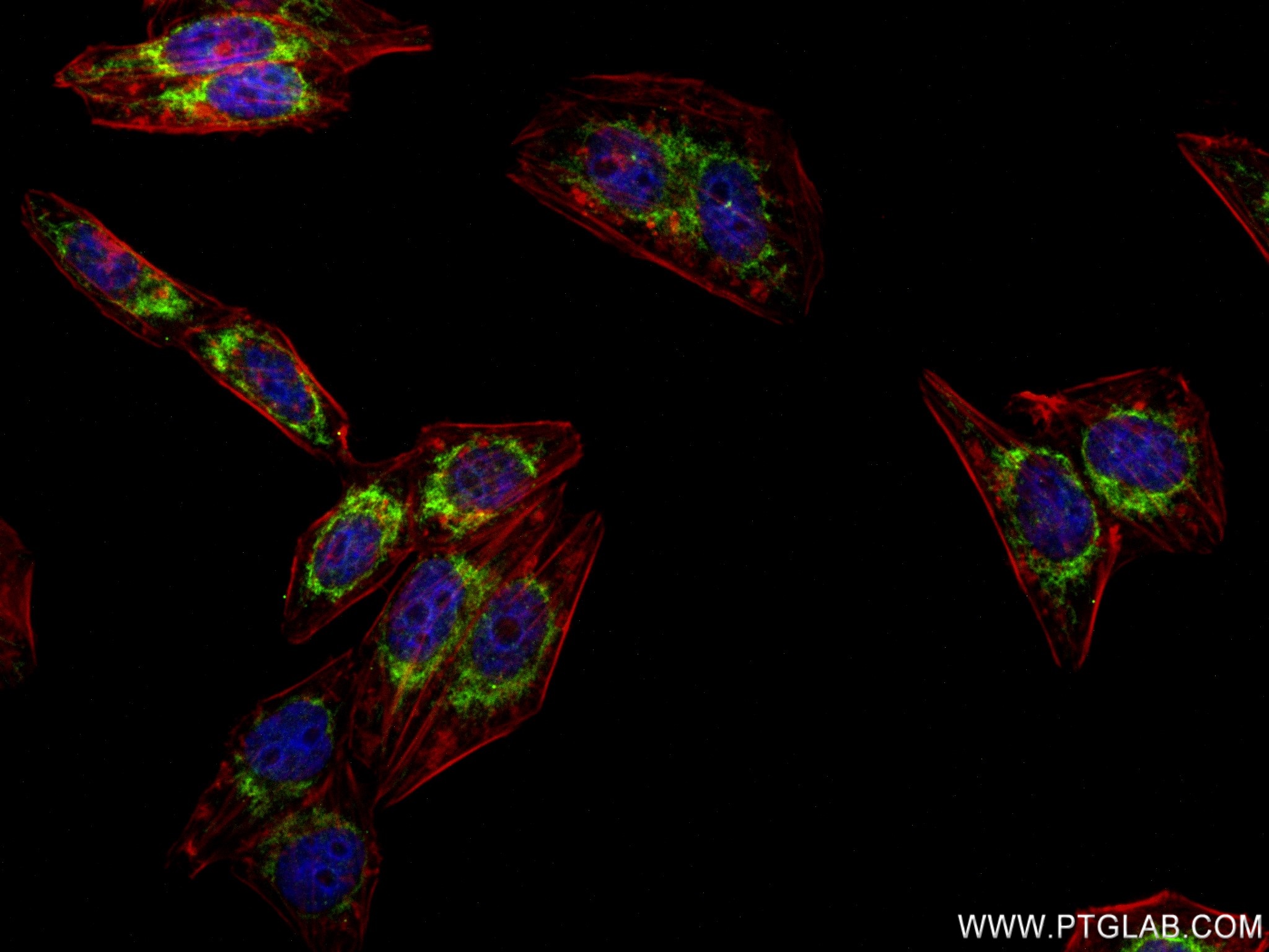 IF Staining of HepG2 using 82957-1-RR (same clone as 82957-1-PBS)