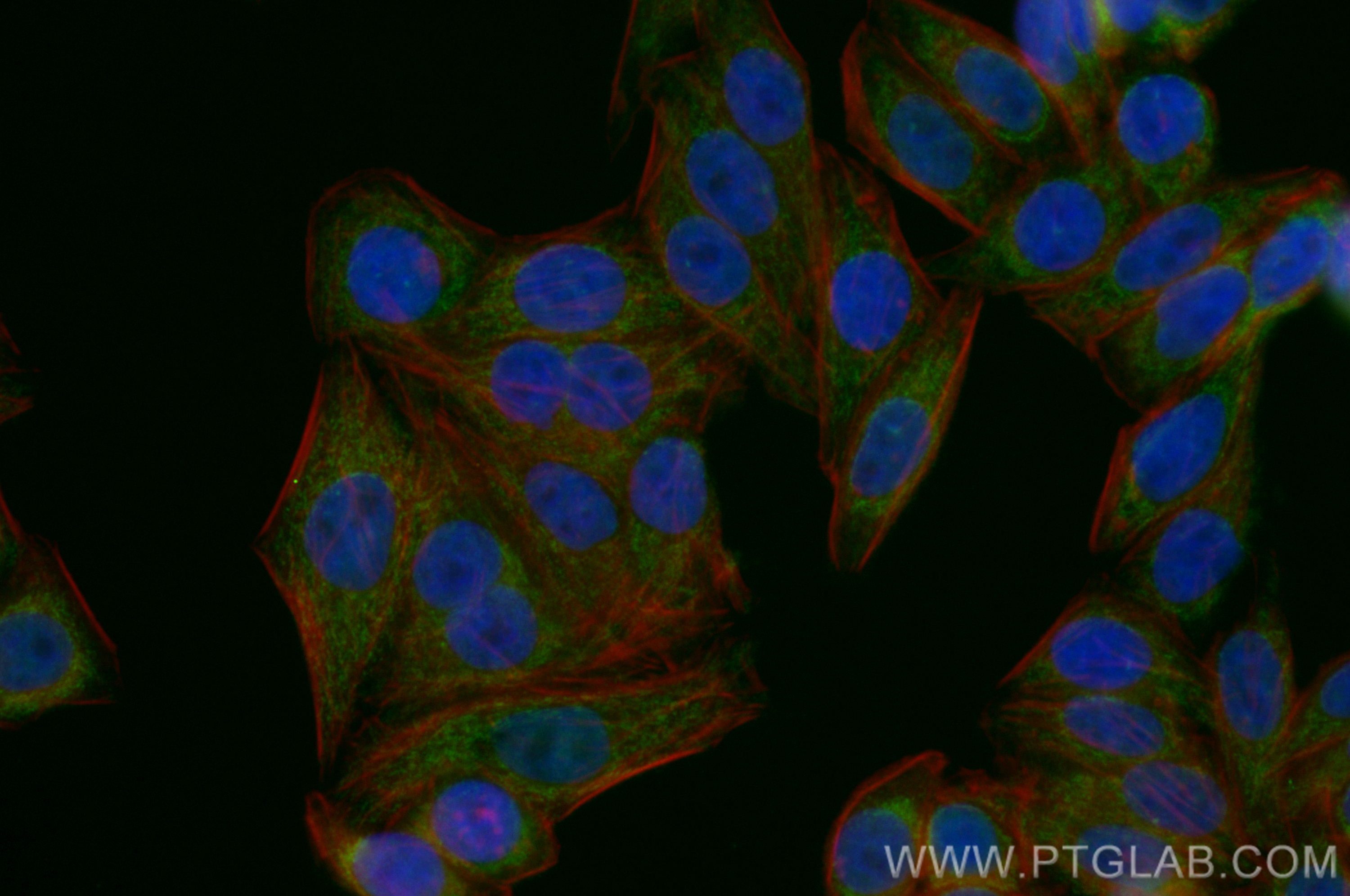 IF Staining of HepG2 using CL488-82957