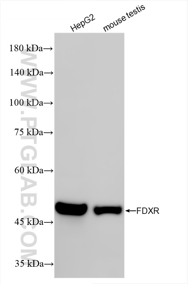 WB analysis using 86431-1-RR