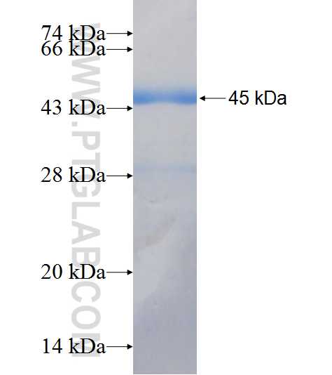 FECH fusion protein Ag6904 SDS-PAGE