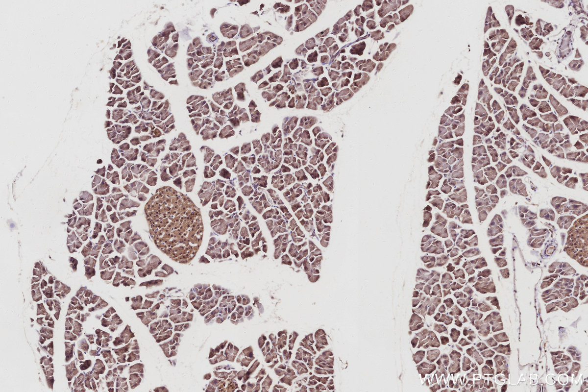 IHC staining of mouse pancreas using 83810-1-RR IHC staining of mouse pancreas using 83810-1-RR