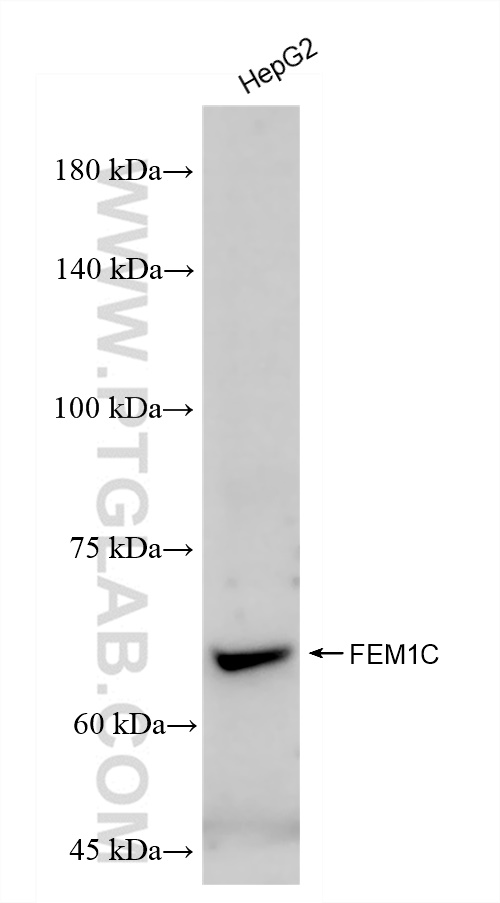 WB analysis of HepG2 using 83536-1-RR