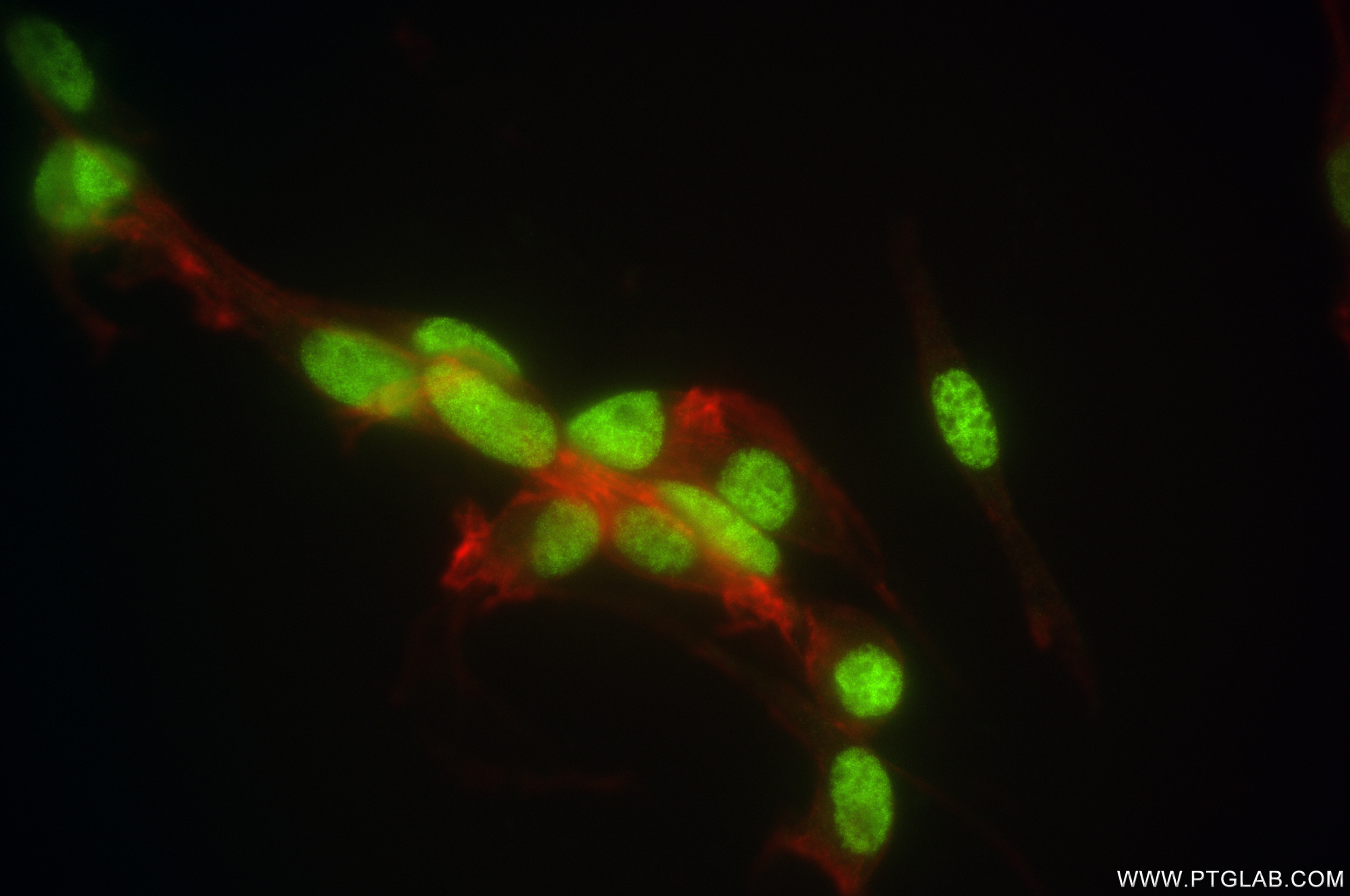 IF Staining of NIH/3T3 using 84916-5-RR