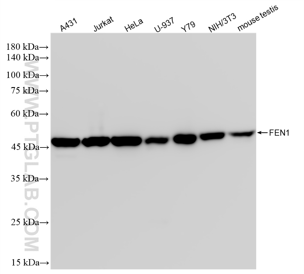 WB analysis using 84916-5-RR
