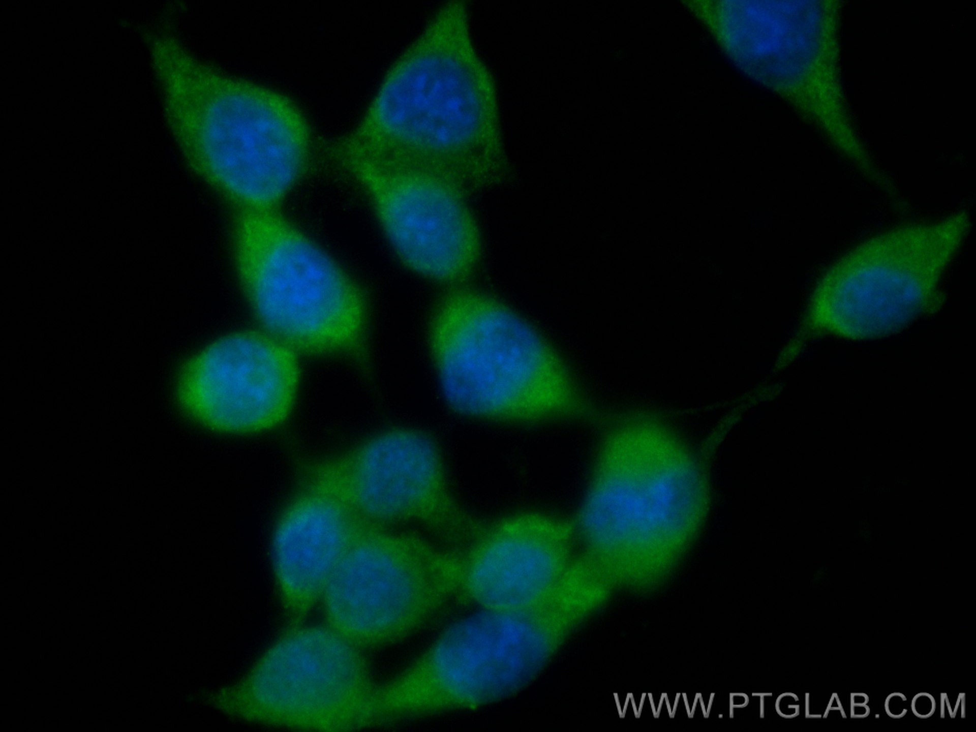 IF Staining of NIH/3T3 using CL488-67671