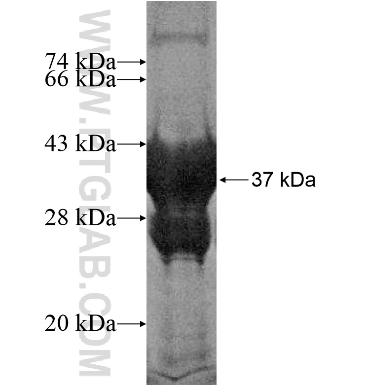 FERD3L fusion protein Ag16527 SDS-PAGE FERD3L fusion protein Ag16527 SDS-PAGE